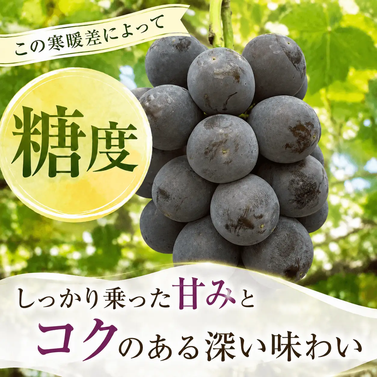 ＜訳あり＞ 家庭用ピオーネ 約1kg｜味はそのまま・ご家庭用におすすめ（チルド配送）《9月中旬-10月下旬出荷予定》期間限定 フルーツ 果物 ぶどう ブドウ 神石高原町 広島県
