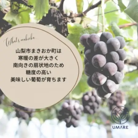 山梨県まきおか産　巨峰1.2Kg【配送不可地域：離島・沖縄県】【1756894】