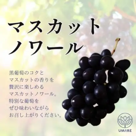 山梨県まきおか産　皮ごと食べられる葡萄3色セット【配送不可地域：離島・沖縄県】【1756900】