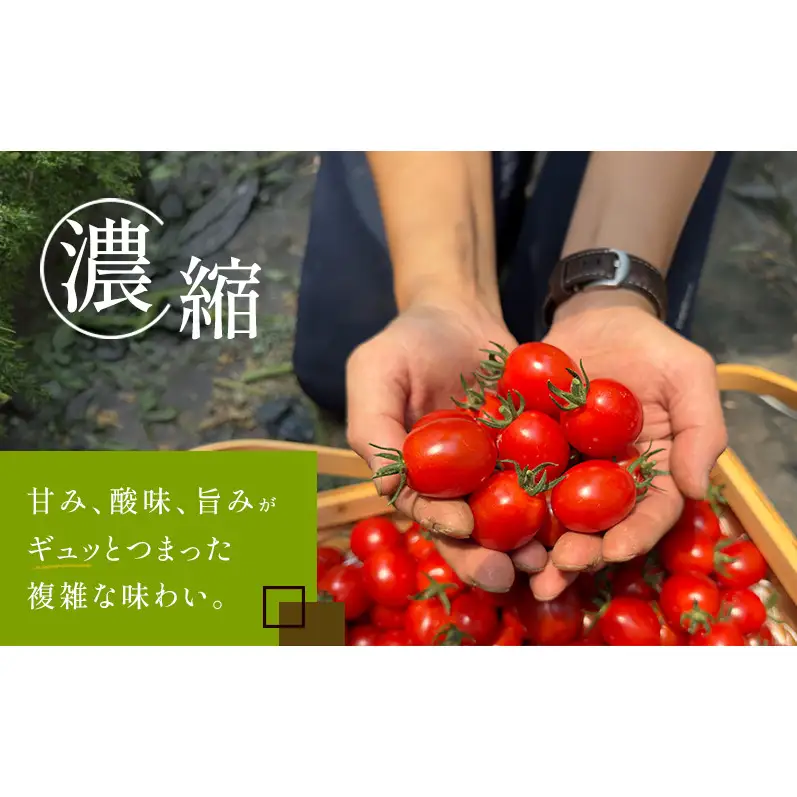 ミニトマト フラノルージュ 完熟 訳あり 北海道産 ミニトマト【1kg】