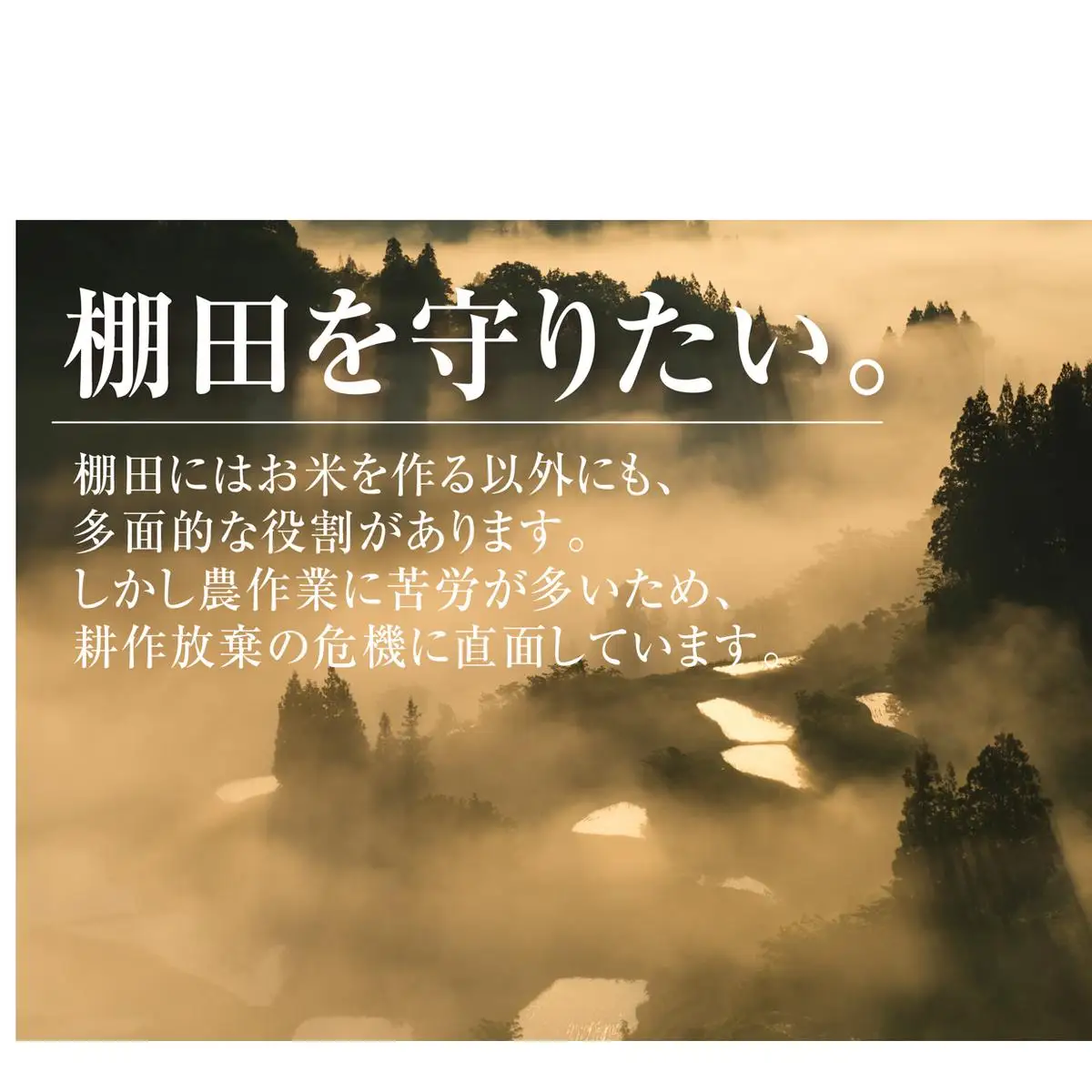玄米2kg 令和7年産新潟県十日町市魚沼産コシヒカリ「つなぐ棚田米」 米 こしひかり 玄米 十日町市