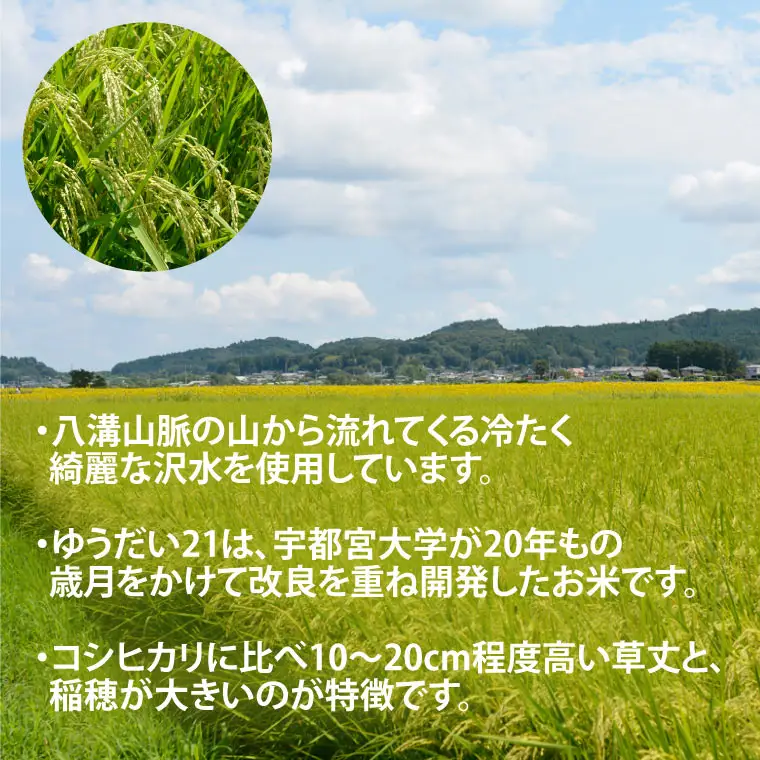 令和8年産 ゆうだい21 玄米 20kg DQ008-2