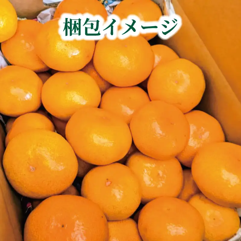温州みかん 早生 みかん 5kg 谷村農園 B016-201004