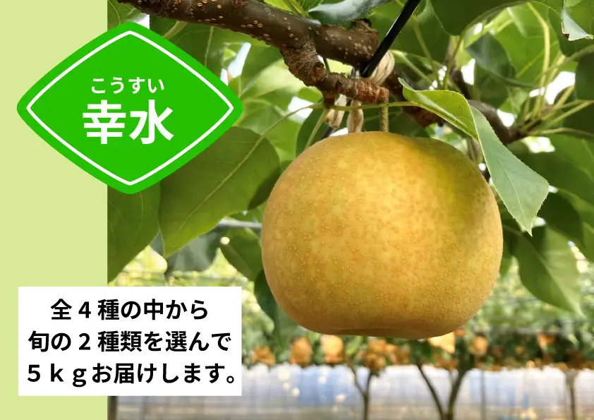 【コマキ農園】季節の梨セット（2種・5kg)【8月末～9月末発送分予約】