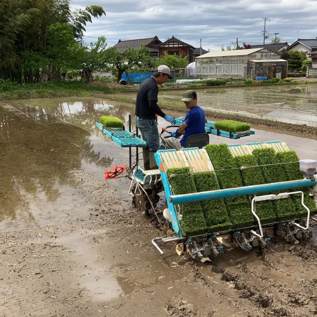 先行予約 極早生 新潟県三条市産五百川 10kg （5kg×2袋） 令和8年産 精米 外山敏雄商店