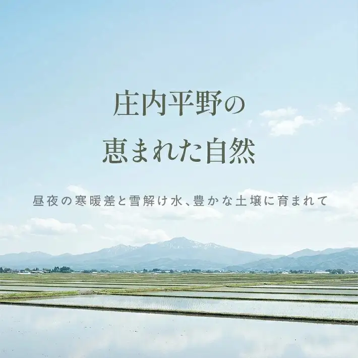 ≪新米予約≫ 雪若丸 5kg 令和8年産米 山形県庄内産 ご希望の時期頃にお届け 東北 山形県 遊佐町 庄内地方 米 お米 精米 白米 ブランド米 庄内米 ご飯 ごはん 農協 JA 12月上旬 [1660R08M12a]