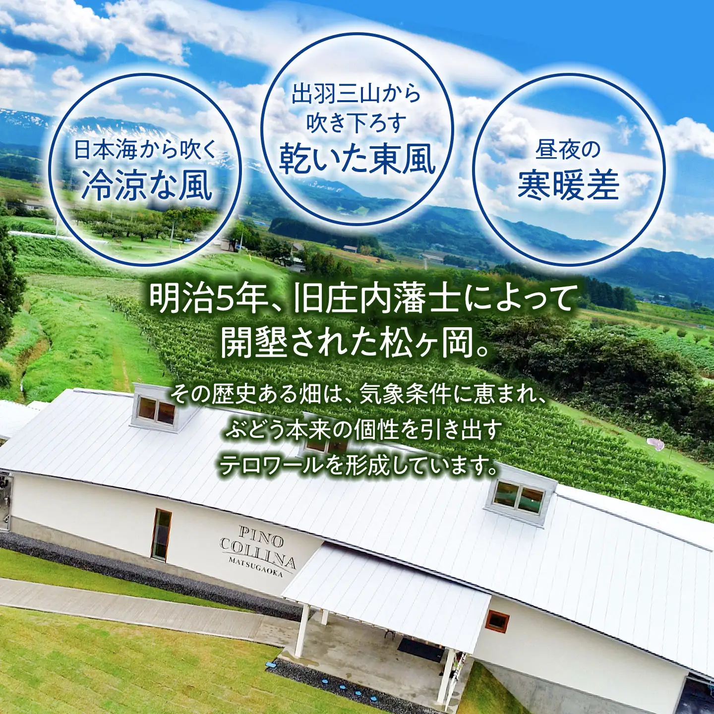 ピノ・コッリーナ メルロー 2024（赤） | 赤ワイン Melrot PINO COLLINA 株式会社エルサン