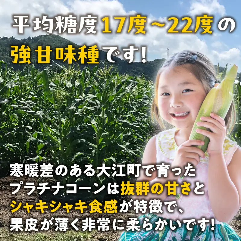 《先行受付》朝採りプラチナコーン約3kg・A品L～3L・7〜9本程度 【2026年9月上旬頃～発送予定】【山形とうもろこし・大江町産・明石農園】 027-007