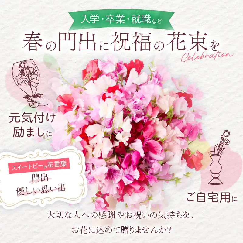 スイートピー 花束 100本 ピンク系 フラワー 期間限定 数量限定_FA15-26