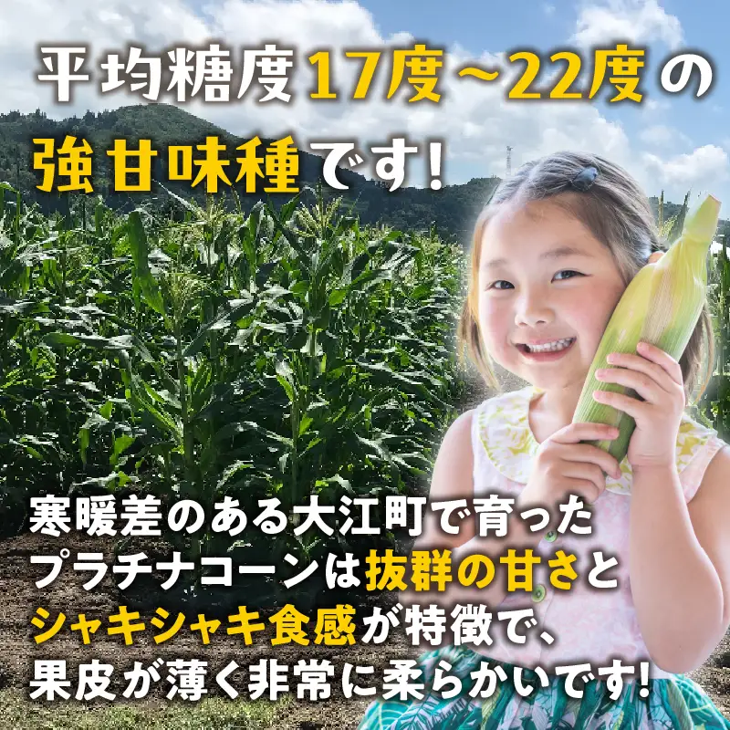 《先行受付》朝採りプラチナコーン約5kg・A品L～3L・11～15本程度 【2026年9月上旬～発送予定】【山形とうもろこし・大江町産・明石農園】 027-008