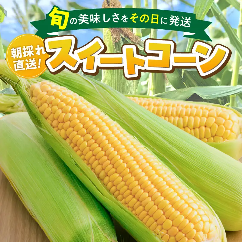 【2027年6月お届け】 福岡県産とうもろこし 2.5kg（スイートコーン） 〔Gv055-01〕