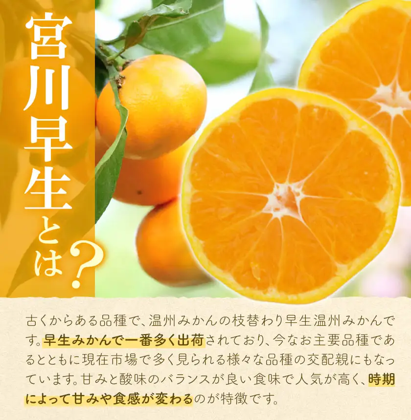 【先行予約】宮川 早生 みかん 約 10kg(S～Mサイズ混合) 