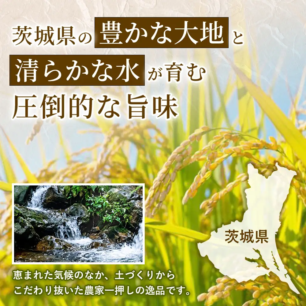 【令和8年産】茨城コシヒカリ 20㎏（5kg×4袋）【精米】 | お米 米 こしひかり 茨城県産 白米 ブランド米 小分け ※2026年9月～発送