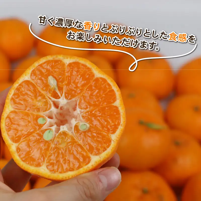 【 ポンカン 】 冬の柑橘 訳あり ポンカン 9kg 赤松果樹園 B012-208001