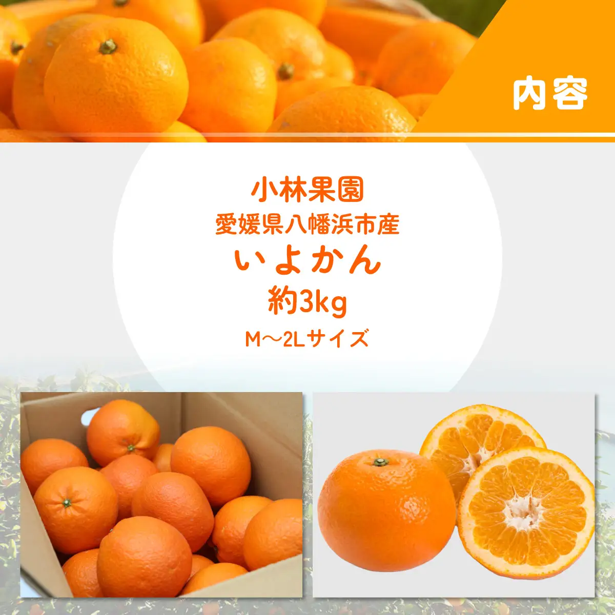 【先行受付】小林果園の宮内いよかん(約3kg)【24-42】YWTAD033