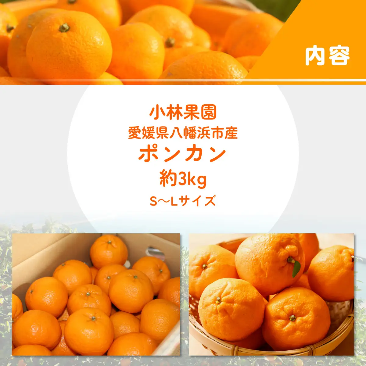 【先行受付】小林果園のポンカン(約3kg)【24-43】YWTAD034