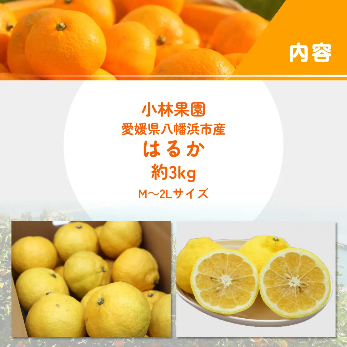 【先行受付】小林果園のはるか(約3kg)【24-45】YWTAD036