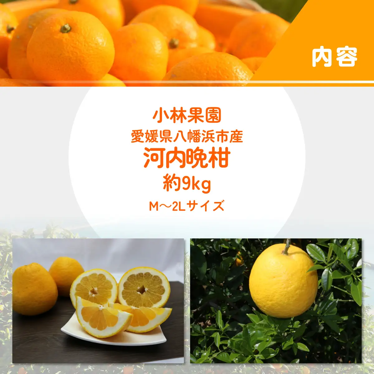 【先行受付】小林果園の河内晩柑(約9kg)YWTAD037