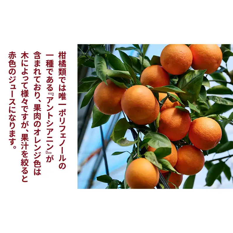 静岡県浜松市産 訳あり『ブラッドオレンジ（タロッコ種）』約5kg（サイズいろいろ）オレンジ 濃厚な甘み 爽やかな酸味 柑橘 静岡 浜松市 【配送不可：離島】