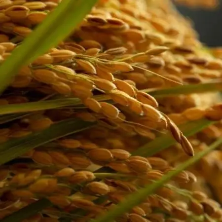 【毎月定期便】京都府産「京の豆っこ米」玄米10kg(5kg×2袋)　おいしい丹後のコシヒカリ全3回【4089123】