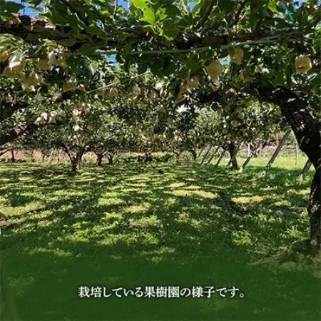 二十世紀梨 5kg 長野県飯島町産【1631988】