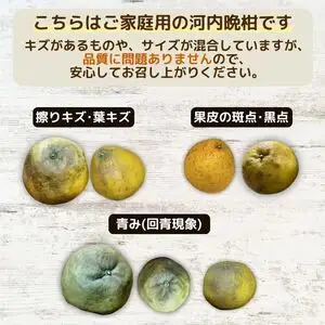 【10営業日以内発送】【訳あり】 河内晩柑 樹齢 25年以上 5kg +傷み保証約1kg （ サイズミックス ） 7000円 みかん mikan 蜜柑 ミカン わけあり かわちばんかん 愛南ゴールド あいなん ゴールド 美生柑 文旦 人気 限定 さわやか 甘い フルーツ 果物 柑橘 蜜柑 規格外 小玉 含む 吉本農園 愛南町 愛媛県