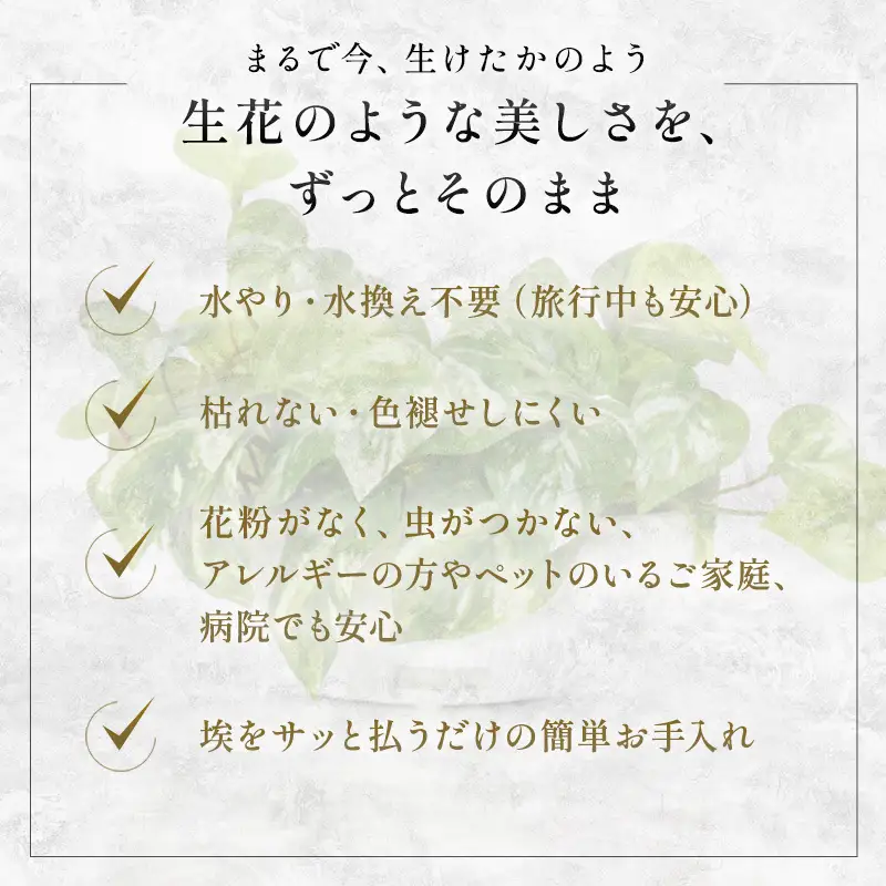 エミリオロバ　卓上プランツＡセット