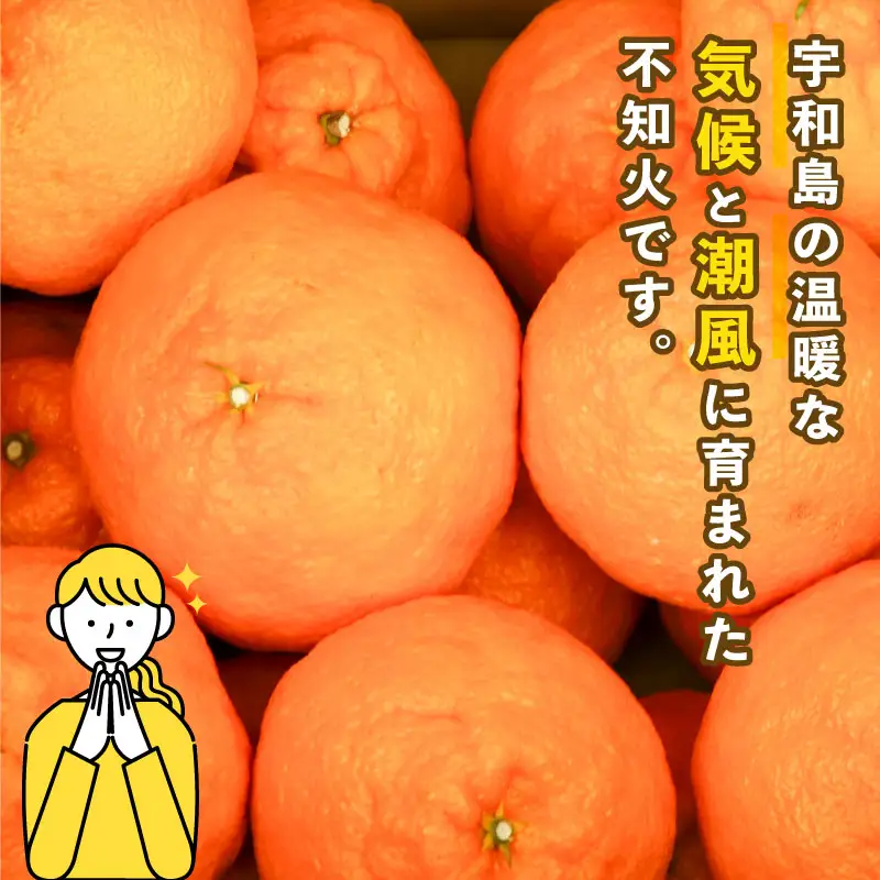 みかん 訳あり 不知火 ( デコポン と同品種) 約 5kg スーパー山田屋 先行予約 しらぬい 甘い 果物 くだもの フルーツ 柑橘 mikan 蜜柑 愛媛蜜柑 愛媛みかん わけあり サイズ 不揃い 産地直送 数量限定 国産 愛媛 宇和島 B010-198009