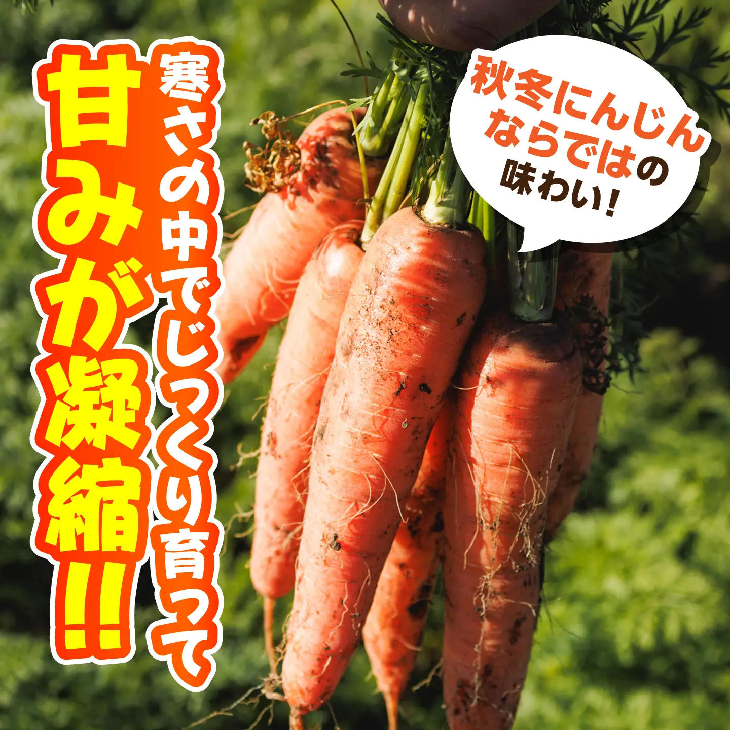 【先行予約】【12月中旬より順次発送】【訳あり】菊陽秋冬にんじん 約5kg (訳あり) / にんじん 菊陽にんじん 西洋にんじん ニンジン 人参 野菜 熊本 菊陽 わけあり 【マツモト：ファーム】[BHDH011]