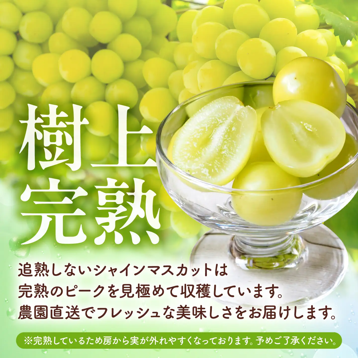 ＼生活応援よか値キャンペーン／先行予約 訳あり 金熟 シャインマスカット 計約1.2kg ZFO011-CP