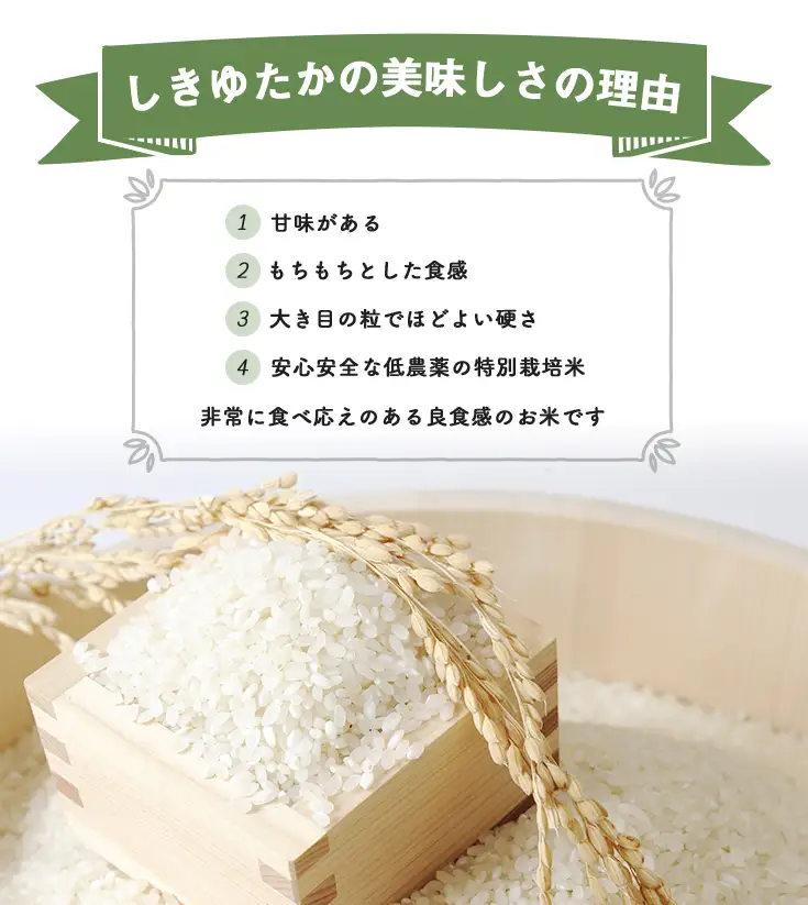 【新米　先行予約】令和8年産すっごいもちもち 「しきゆたか」 白米【10kg(5kg×2袋)】【C071W】