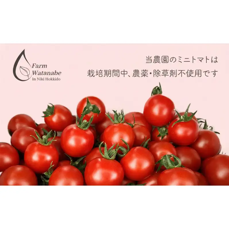 2026年産 ミニトマトジュース 180ml×6本 北海道 仁木町