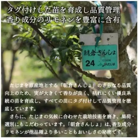 2027年先行予約5月下旬～発送 朝倉さんしょ 200g 生 実山椒 クール便冷蔵 兵庫県産 直送【配送不可地域：離島】【1746873】