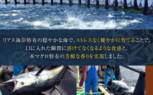 奥山安蔵商店 霜降り本鮪 みえまぐろ 約1.6kg まぐろ マグロ 鮪 本鮪 魚 魚介 魚介類 魚類 海鮮 霜降り 赤身 中トロ 大トロ 刺身 寿司 すし スシ マグロ丼 おかず おつまみ 晩酌 冷凍