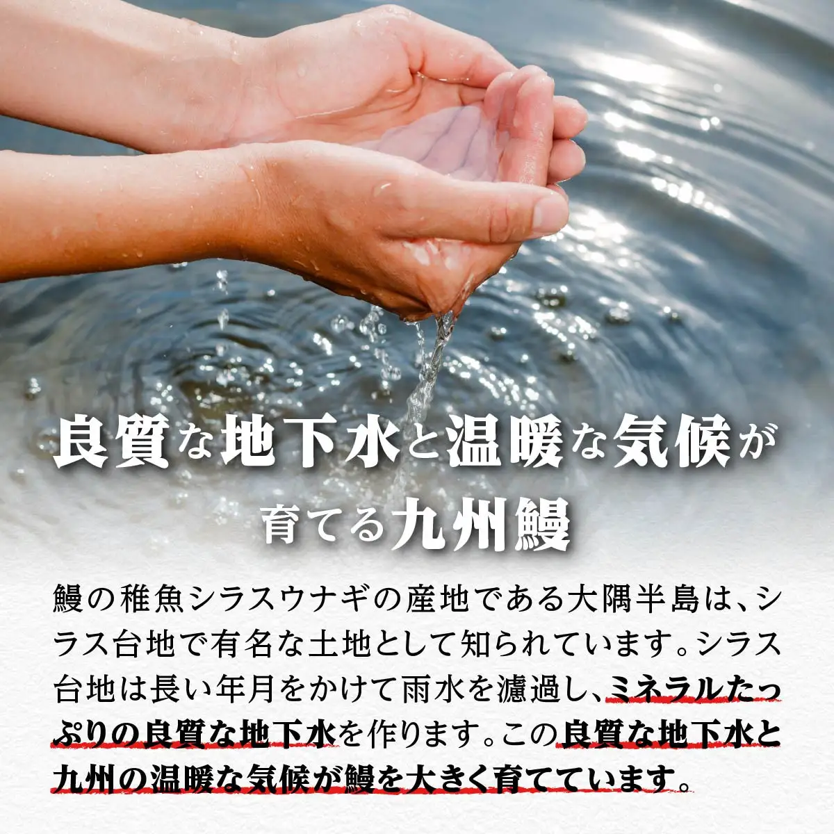 【訳あり】超特大 鹿児島県産うなぎ無頭蒲焼3尾　計660g以上