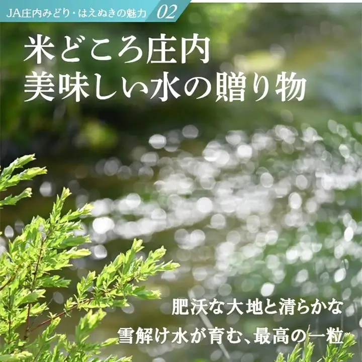 SB1000　11月上旬配送／令和8年産【精米】庄内産 はえぬき　10kg(5kg×2袋) JM