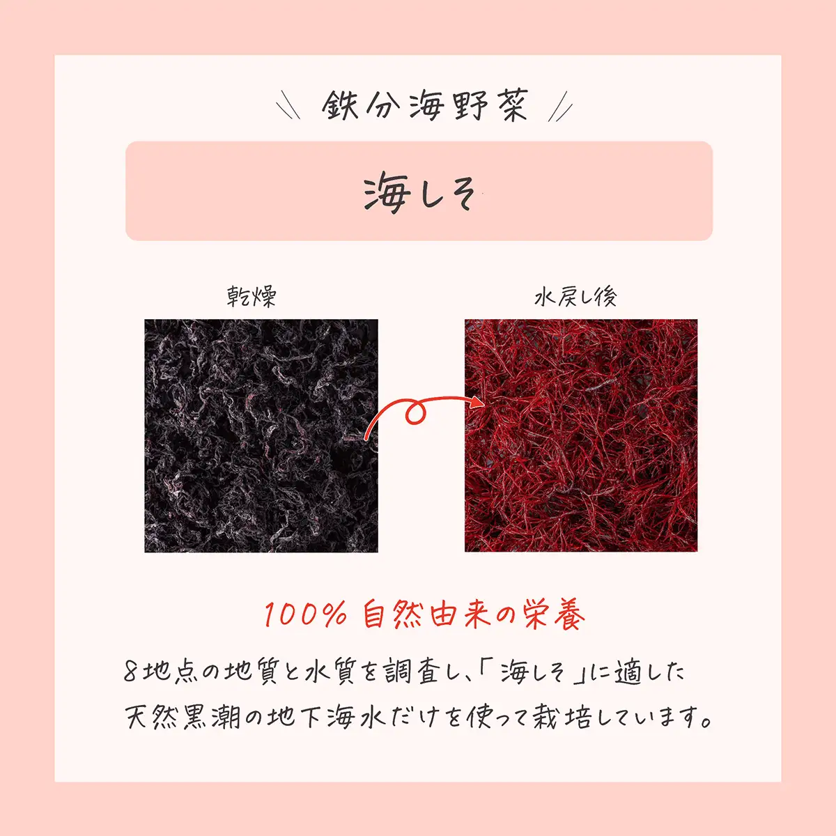 鉄分たっぷりの海藻 海しそ（あかねそう）（乾燥） 24g×3袋