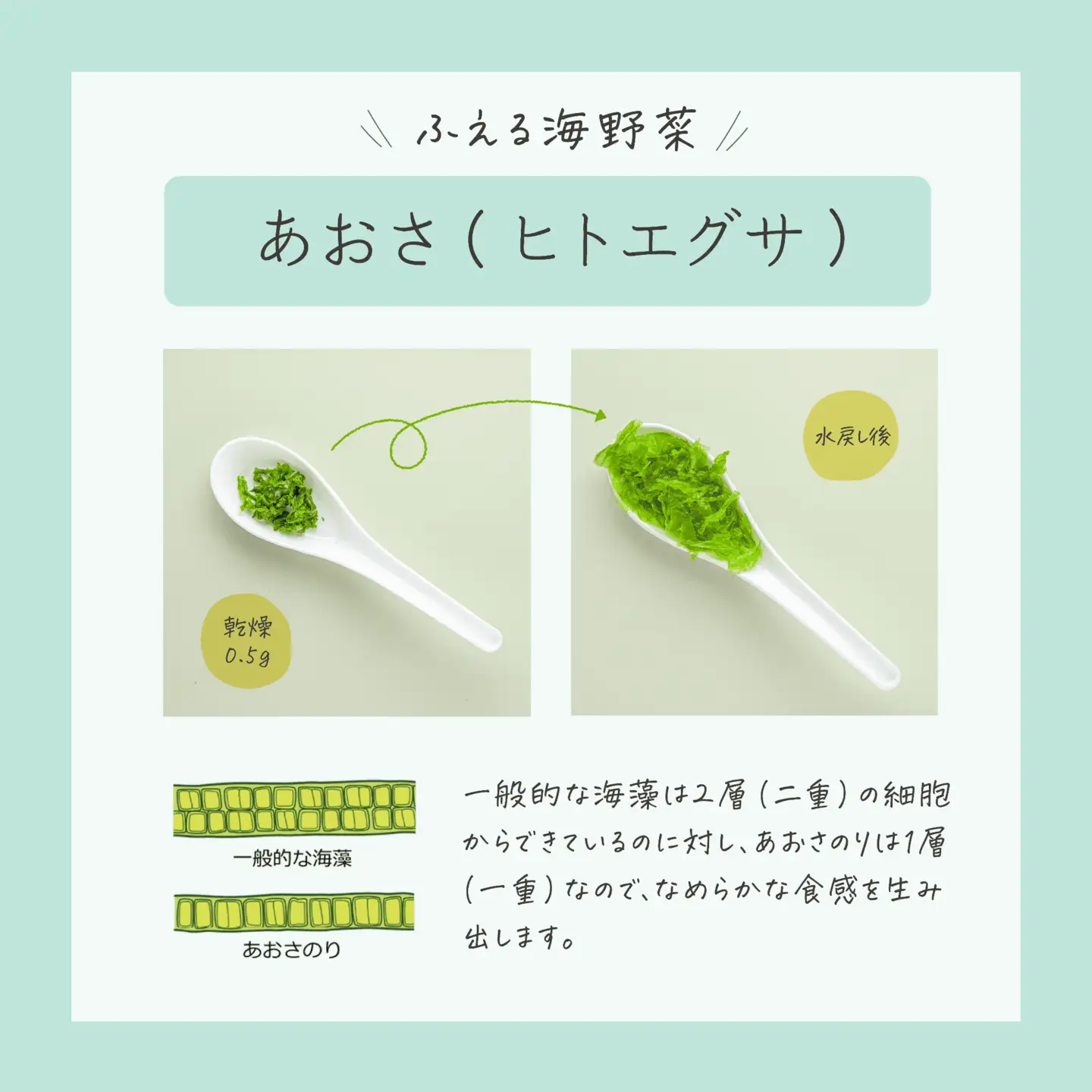 海藻２種おためしセット 乾燥 あおさ12g×1P 海しそ24g×2P