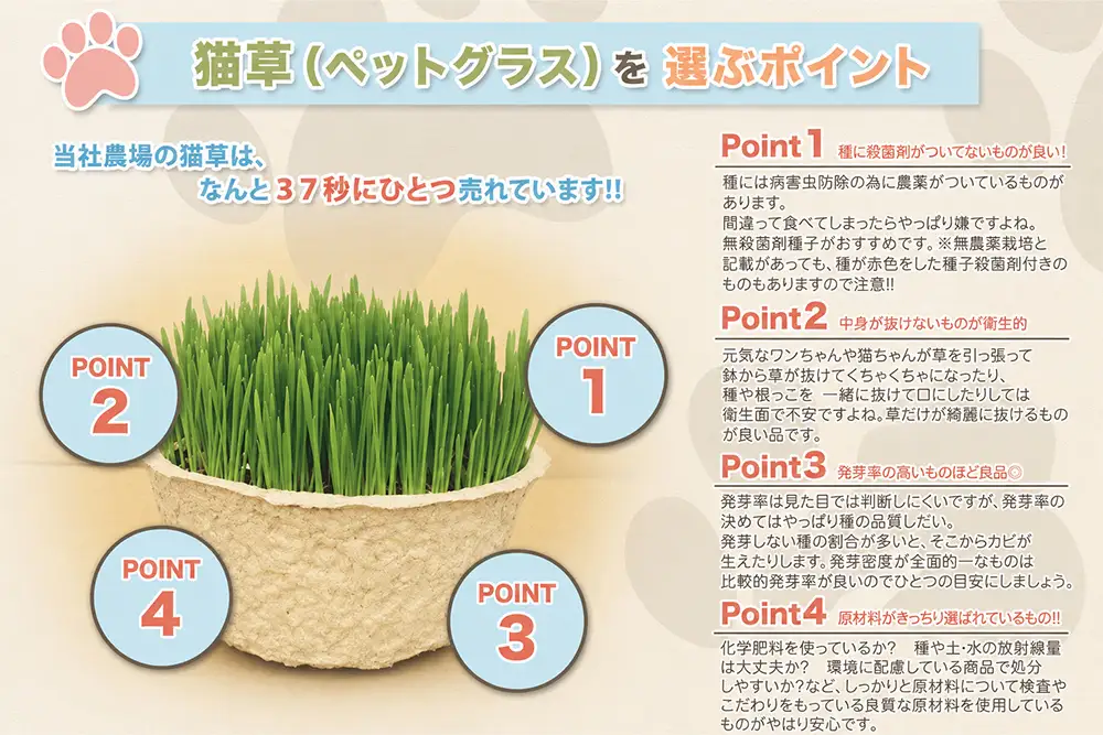 [定期便／6ヶ月連続] 猫草 2鉢セット×6回 (計12鉢) [1200]