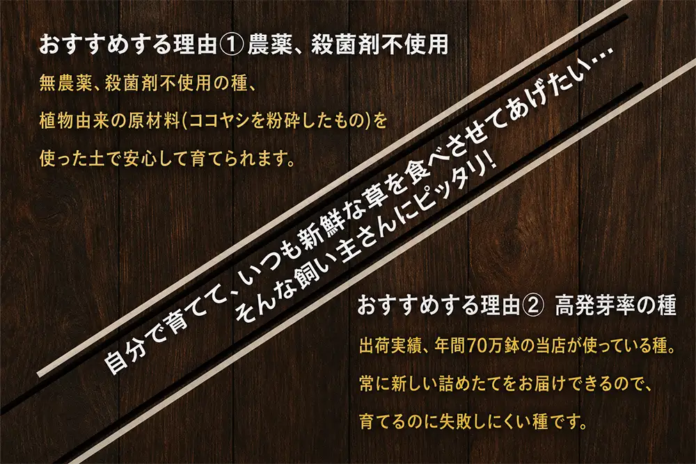 [猫草専用] 栽培用 良質な種とふわふわ土のセット [1206]