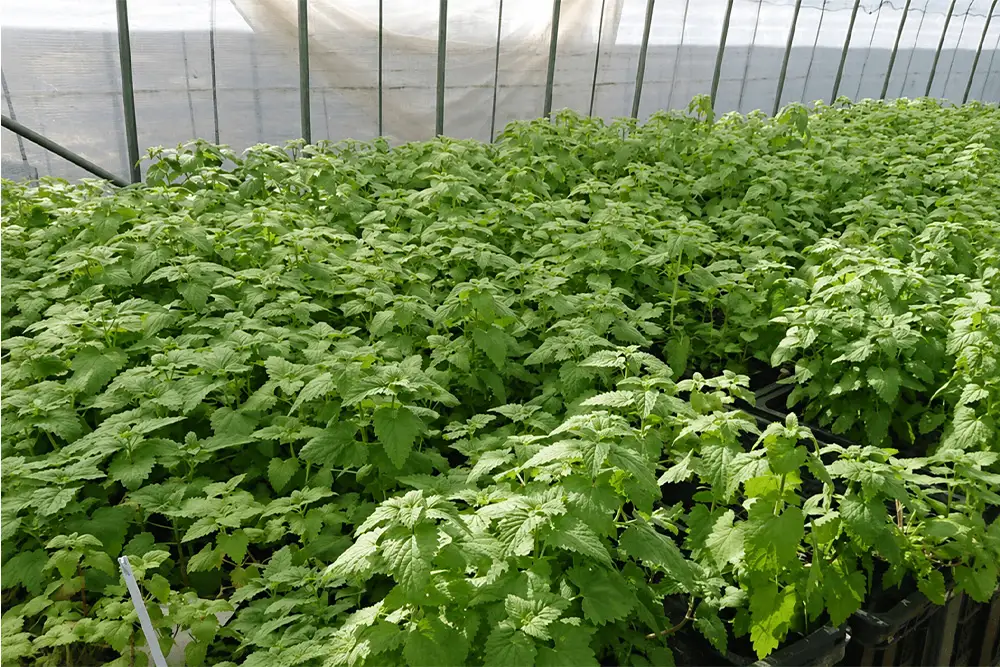 生キャットニップ 4鉢セット [1210]