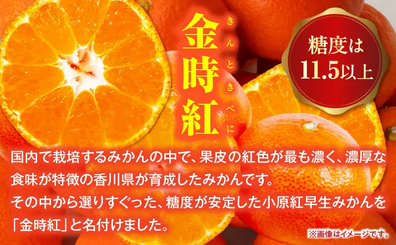 【先行受付】小原紅早生みかん(大玉)「金時紅」約3kg【香川県共通返礼品】 | 甘い みかん ミカン 柑橘 柑橘系 果物 フルーツ 青果 デザート グルメ おすすめ 贈答 贈り物 ギフト プレゼント 特産品 特産 取り寄せ ふるさと 果汁 人気 香川県 三木町 |_mk006-137