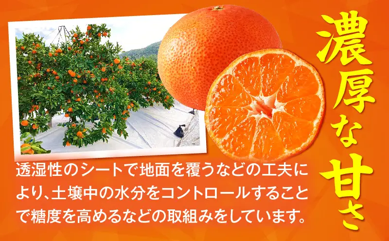 【先行受付】【特別企画】小原紅早生みかん「ちょっと大きな2Lサイズ」約5kg【香川県共通返礼品】 | 甘い みかん ミカン 柑橘 柑橘系 果物 フルーツ 青果 デザート グルメ おすすめ 贈答 贈り物 ギフト プレゼント 特産品 特産 取り寄せ ふるさと 果汁 人気 香川県 三木町 |_mk006-138