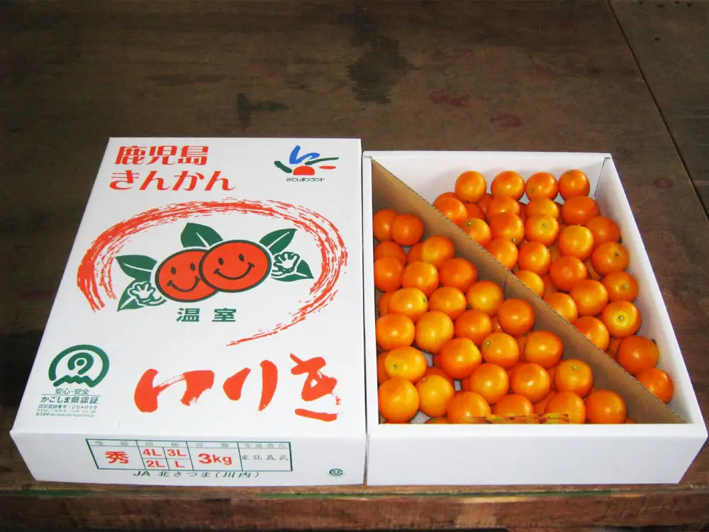 JA北さつまの鹿児島県産きんかん【いりき】（A3Lサイズ・約3kg 平箱入） 金柑 フルーツ 果物 【2027年1月上旬から1月下旬発送】 BS-0122