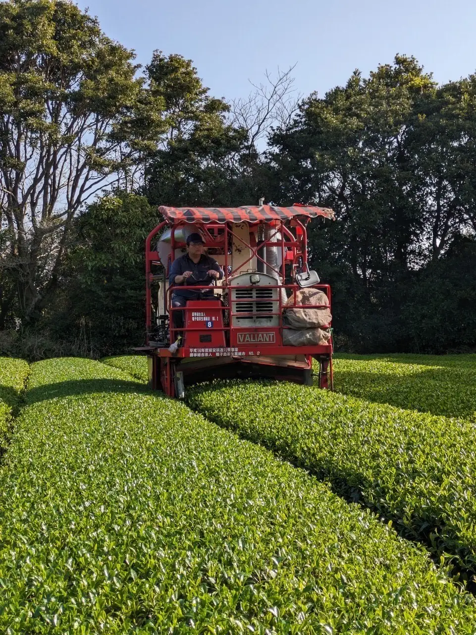 ＼ R8年産 出荷中 ／ 【たねがしまる4000】種子島 射場貴大茶園  ほうじ茶 ふんまつ 2袋　NFN954【100pt】// 新茶 日本茶 ほうじ茶 お茶 一番茶