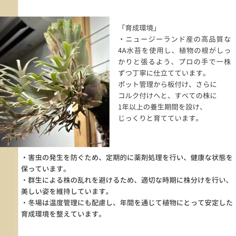 観葉植物 ビカクシダ P.hilli'Rimklong' コルク仕立て