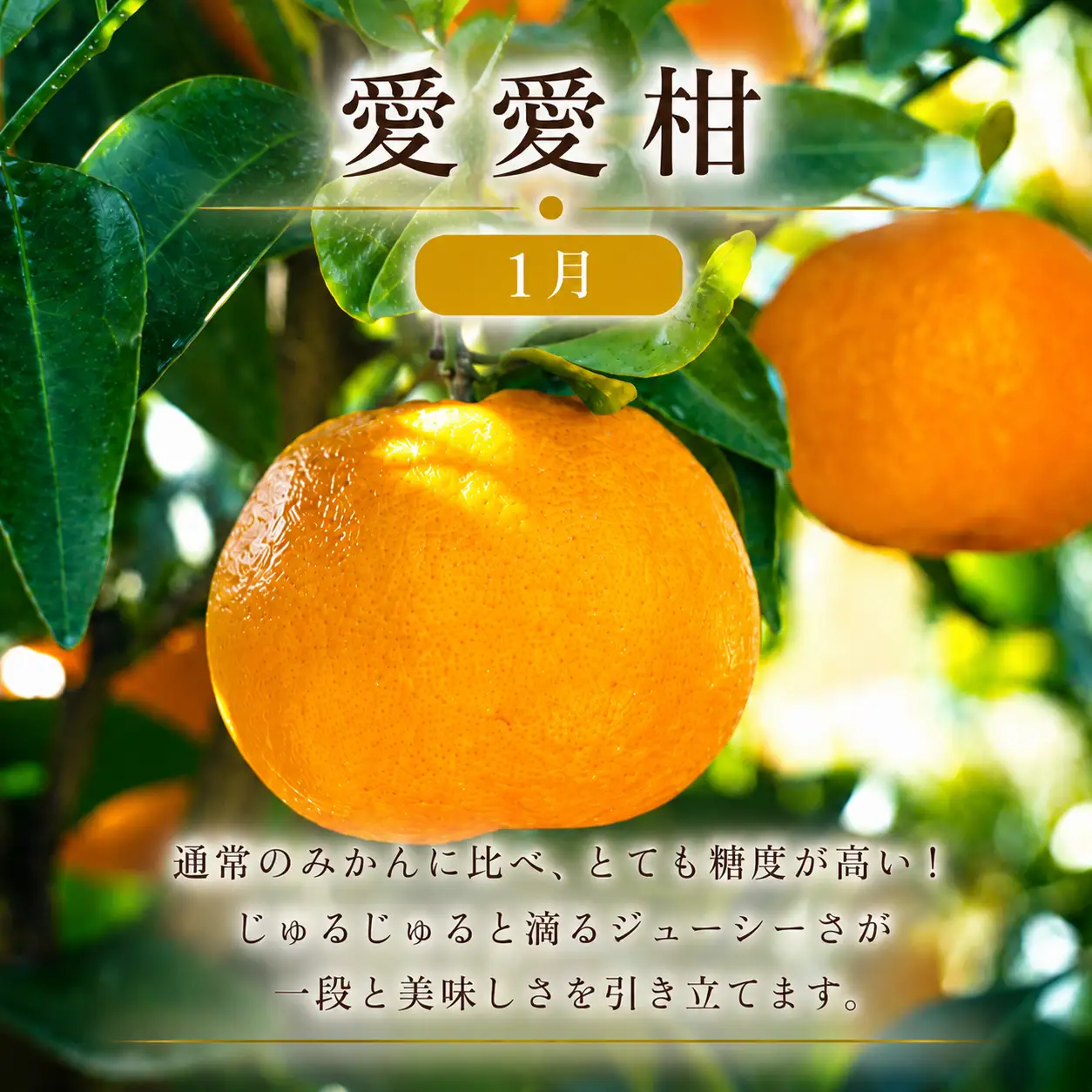 定期便 4回 4ヶ月 レモン ポンカン 美生柑 河内晩柑  柑橘 みかん 蜜柑 みしょうかん フルーツ 果物 くだもの ばんかん かんきつ ゼリー ジュース アイス マーマレード 旬 季節 限定 贈答 ギフト mikan ジューシー サラダ ピール 厳選 国産 愛媛 ご当地ブランド 愛媛県 愛南町 フルーツアイランド･マルエム直販