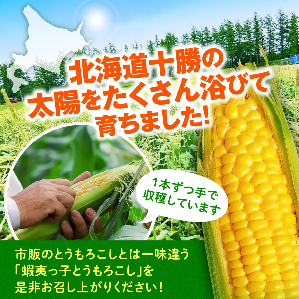 蝦夷っ子とうもろこし ゴールドラッシュ 13本 トウモロコシ