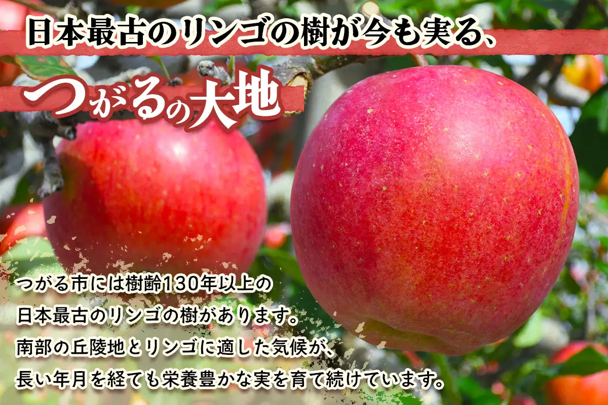 [訳あり] 葉取らず ふじ【約3kg 6から10玉入り】 [1057]