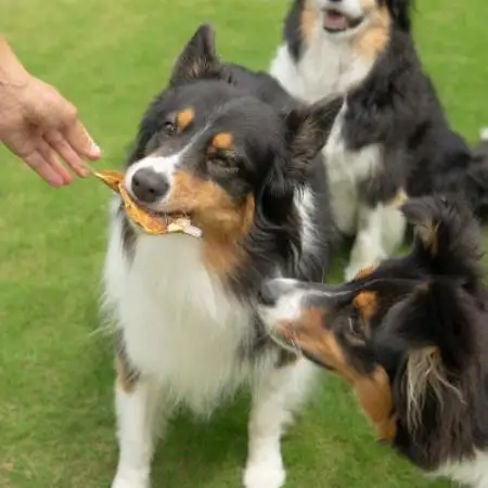 【犬用おやつ】天然鮎を丸ごと!清流・高津川の 《鮎ジャーキー》(3尾入り・添加物不使用)【1762174】